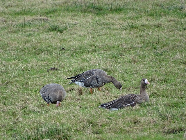 吸引了全球 吸引了全球